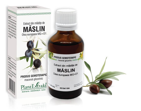 MĂSLIN - Extract din mlădiţe de Măslin - Olea europaea