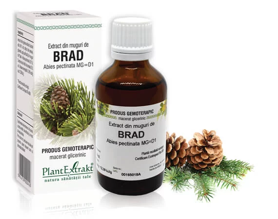 BRAD - Extract din muguri de Brad - Abies pectinata