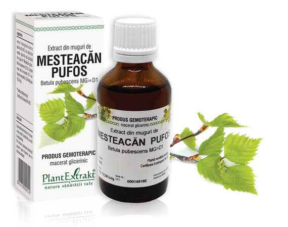 MESTEACĂN PUFOS - Extract din muguri de Mesteacăn pufos - Betula pubescens